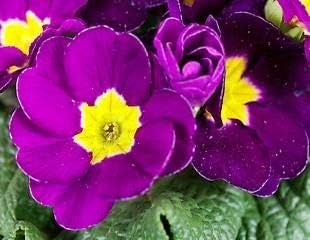 Violet pansy blume samen for anpflanzung wildflower mix heirloom & gmo free samen for home garten
 
 sale for anpflanzung in home garten