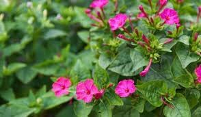 Jalapa blume samen for anpflanzung - vibrant colors, heirloom & gmo free samen for home garten
 
 sale for anpflanzung in home garten.