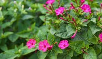 Jalapa blume samen for anpflanzung - vibrant colors, heirloom & gmo free samen for home garten
 
 sale for anpflanzung in home garten.