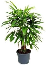 Rhapis blume samen for anpflanzung premium quality heirloom & gmo free samen for home garten 
 
 sale for anpflanzung in home garten