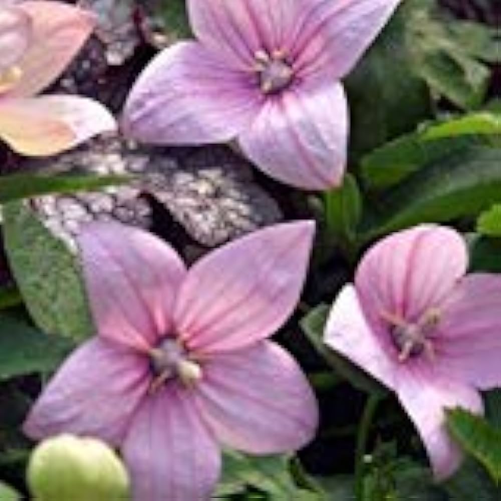 Platycodon astra blume samen for balloon-shaped blooms