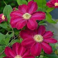 Waldrebe Blumensamen zur Aussaat Garten beliebt Traditionssorte & ohne Gentechnik Samen Hausgarten