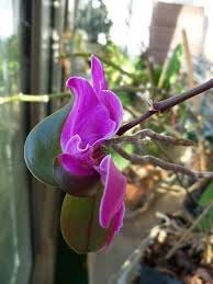Keiki orchids blume samen for anpflanzung fragrant blossoms heirloom & gmo free samen for home garten 
 
 sale for anpflanzung in home garten