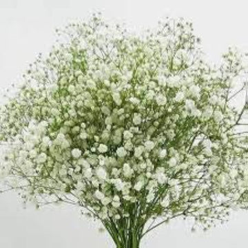 Gypsophila gypsy compact weiß for anpflanzung in blume bed