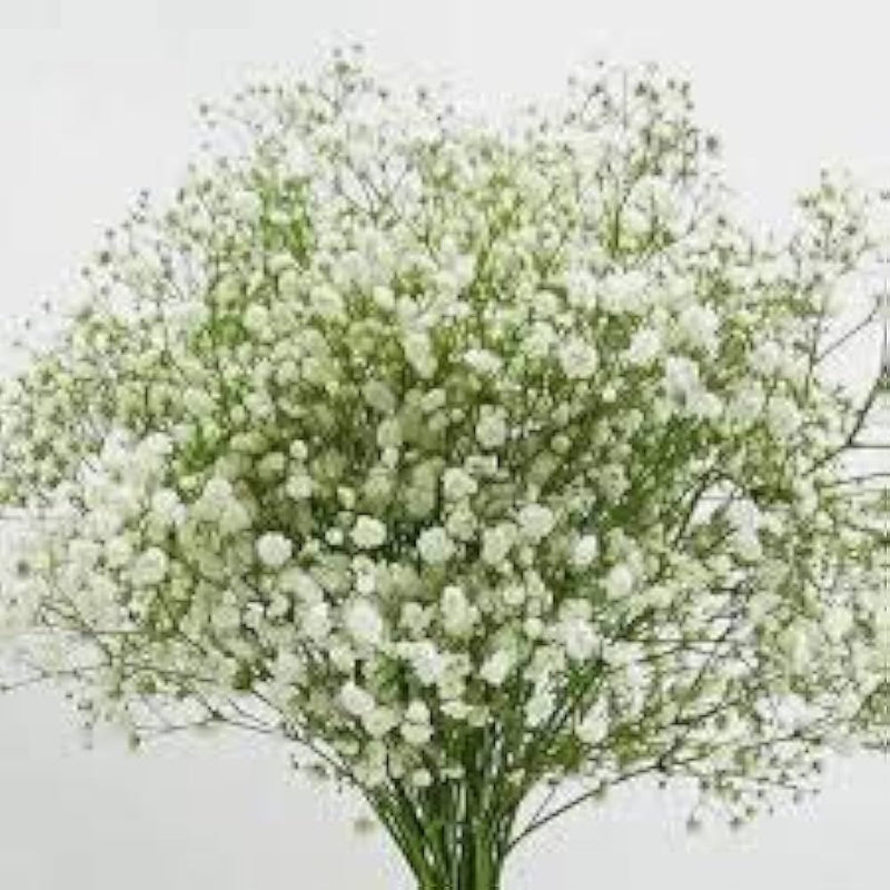 Gypsophila gypsy compact weiß for anpflanzung in blume bed