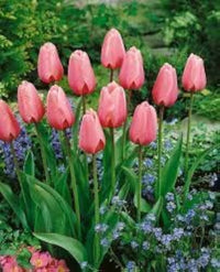gefüllt Tulpe Blumensamen ausdrucksstark – Garten Blüten