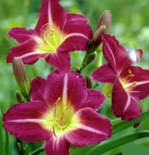 Violet hemerocallis blume samen for anpflanzung easy to grow heirloom & gmo free samen for home garten 
 
 sale samen for home garten anpflanzung