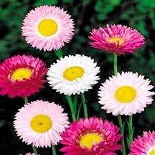 Paper blume samen for anpflanzung - sun loving, heirloom & gmo free samen for home garten
sale for anpflanzung in home garten.