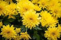 Mums blume samen for anpflanzung perfect for borders heirloom & gmo free samen for home garten 
 
 sale for anpflanzung in home garten