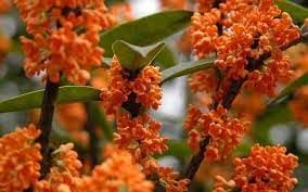 Osmanthus orange blume samen for anpflanzung - drought tolerant, heirloom & gmo free samen for home garten
 
 sale samen for home garten