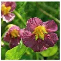 Nasturtium blume samen for anpflanzung - premium quality, heirloom & gmo free samen for home garten
 
 sale samen for home garten