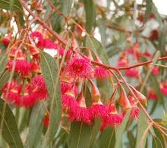 Eucalyptus (eucalyptus blume) samen for anpflanzung in home garten