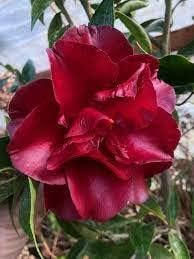 Burgundy camellia blume samen for anpflanzung - cottage garten essential, heirloom & gmo free samen for home garten
 
 sale for anpflanzung in home garten.