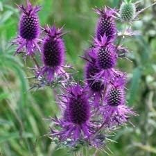 Lila eryngo blume samen for anpflanzung - easy to grow, heirloom & gmo free samen for home garten
 
 sale samen for anpflanzung in home garten