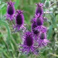 Lila eryngo blume samen for anpflanzung - easy to grow, heirloom & gmo free samen for home garten
 
 sale samen for anpflanzung in home garten