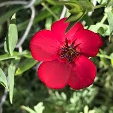 Scarlet flax blume samen for anpflanzung bright blooms heirloom & gmo free samen for home garten 
 
 sale for anpflanzung in home garten