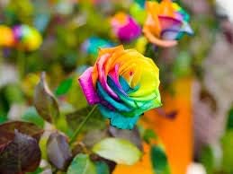 Baby rosa geranium blume samen for anpflanzung fragrant blossoms heirloom & gmo free samen for home garten
 
 sale for anpflanzung in home garten
