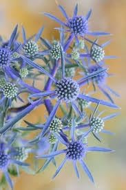 Eryngium blume samen for anpflanzung - garten favorite, heirloom & gmo free samen for home garten
 
 sale samen for anpflanzung in home garten