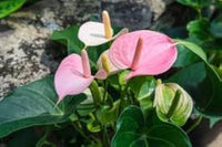 Rosa Flamingoblume Andraeanum Blumensamen zur Aussaat pflegeleicht Traditionssorte & ohne Gentechnik Samen Hausgarten
