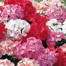 Geranie Blumensamen zur Aussaat lang Blüte Saison Traditionssorte & ohne Gentechnik Samen Hausgarten
