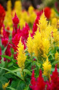 Celosia Fresh Look Orange Samen zur Aussaat Blume Beet Garten