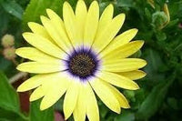 Gelb osteospermum blume samen for anpflanzung - bright blooms, heirloom & gmo free samen for home garten
 
 sale for anpflanzung in home garten