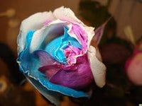 Gold rose blume samen for anpflanzung - wildflower mix, heirloom & gmo free samen for home garten
 
 sale for anpflanzung in home garten.