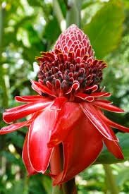 Ginger etlingera elatior blume samen for anpflanzung compact growth heirloom & gmo free samen for home garten 
 
 sale for anpflanzung in home garten