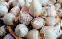 Anpflanzung clove garlic samen for flavorful spice blume