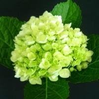 Hydrangea light grün blume samen for anpflanzung - long bloom season, heirloom & gmo free samen for home garten
 
 sale for anpflanzung in home garten