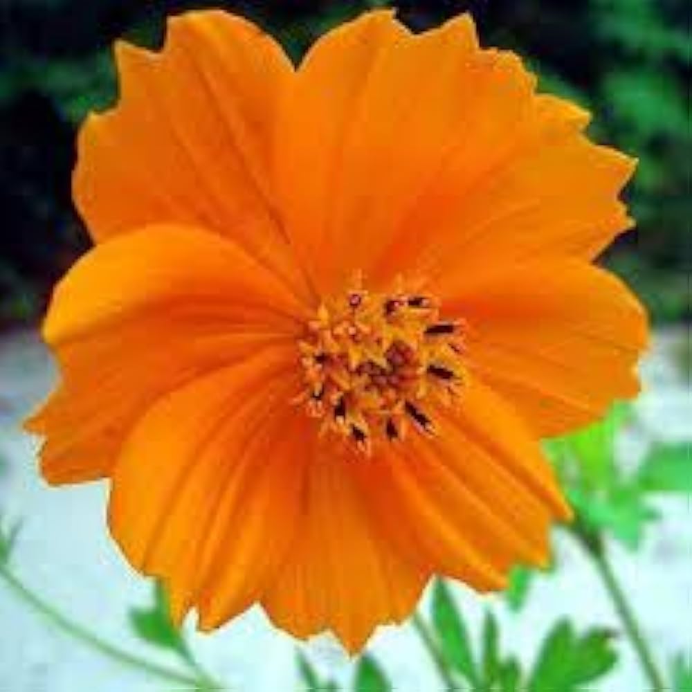 Cosmos Lucky Ring Blumensamen a Ring farbenfroh Blüten