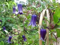 Clematis rooguchi blume samen for anpflanzung colorful display heirloom & gmo free samen for home garten 
 
 sale for anpflanzung in home garten
