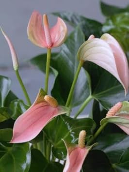 Rosa anthurium andraeanum blume samen for anpflanzung low maintenance heirloom & gmo free samen for home garten 
 
 sale for anpflanzung in home garten