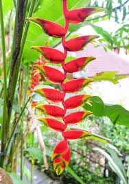 False bird of paradise blume samen for anpflanzung colorful display heirloom & gmo free samen for home garten 
 
 sale for anpflanzung in home garten