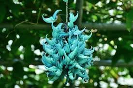 Jadewein blume samen for anpflanzung - cut blume favorite, heirloom & gmo free samen for home garten
 
 sale samen for anpflanzung in home garten