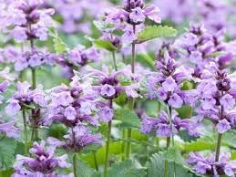 Catmint blume samen for anpflanzung seasonal bloomer heirloom & gmo free samen for home garten 
 
 sale for anpflanzung in home garten