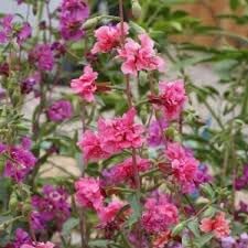 Heirloom clarkia blume samen for anpflanzung vibrant colors heirloom & gmo free samen for home garten 
 
 sale for anpflanzung in home garten