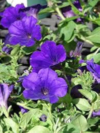 tief Blau Petunie Blumensamen zur Aussaat Traditionssorte ohne Gentechnik Anzucht Garten Blüten