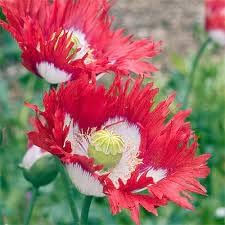 Danish blume samen for anpflanzung garten favorite heirloom & gmo free samen for home garten 
 
 sale for anpflanzung in home garten