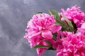 Carnations blume samen for anpflanzung - premium quality, heirloom & gmo free samen for home garten
 
 sale samen for home garten
