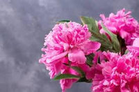 Carnations blume samen for anpflanzung - premium quality, heirloom & gmo free samen for home garten
 
 sale samen for home garten