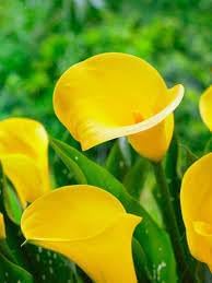 Gelb calla blume samen for anpflanzung - garten favorite, heirloom & gmo free samen for home garten
 
 sale samen for anpflanzung in home garten