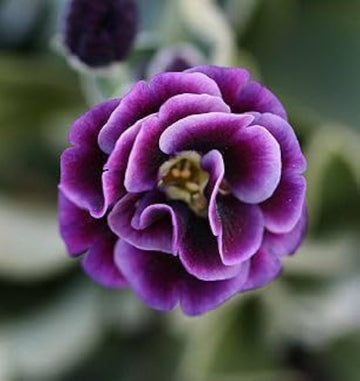 Light lila auriculata blume samen for anpflanzung low maintenance heirloom & gmo free samen for home garten
 
 sale samen for home garten anpflanzung