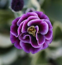Violett Primel Blumensamen zur Aussaat – lang Blüte Saison – Traditionssorte & ohne Gentechnik Samen Hausgarten