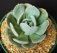 Blau echeveria derenbergii blume samen for anpflanzung - cottage garten essential, heirloom & gmo free samen for home garten
 
 sale for anpflanzung in home garten