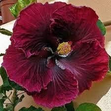 Rot schwarz hibiscus blume samen for anpflanzung pollinator friendly heirloom & gmo free samen for home garten
 
 sale for anpflanzung in home garten