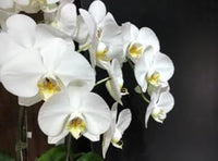 Weiß phalaenopsis orchids samen blume samen for anpflanzung all season anpflanzung heirloom & gmo free samen for home garten 
 
 sale for anpflanzung in home garten