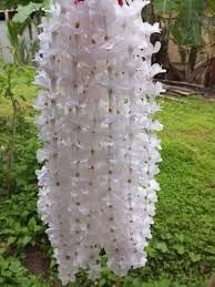 Rhynchostylis retusa alba blume samen for anpflanzung premium quality heirloom & gmo free samen for home garten 
 
 sale for anpflanzung in home garten