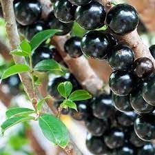 Plinia blume samen for anpflanzung - hardy variety, heirloom & gmo free samen for home garten
 
 sale samen for home garten