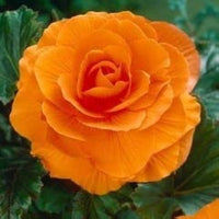 Camellia orange blume samen for anpflanzung - vibrant colors, heirloom & gmo free samen for home garten
 
 sale samen for anpflanzung in home garten